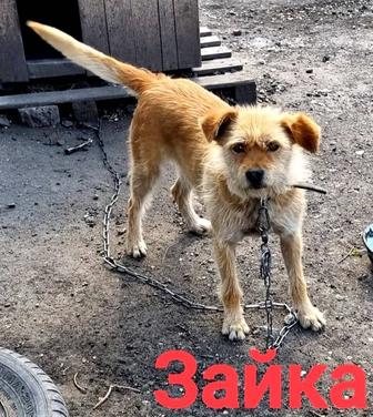Собаки