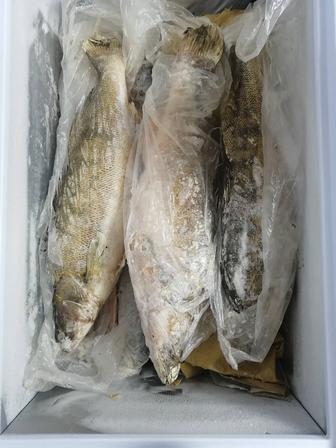 Рыба судак свежемороженый дальневосточный