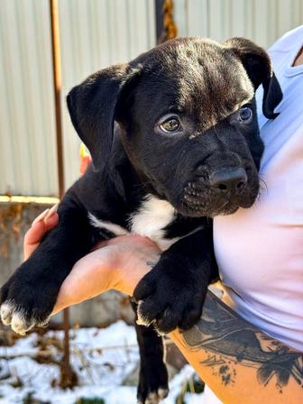 Щенок американского стаффордширского терьера