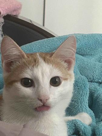 Отдам кота бесплатно