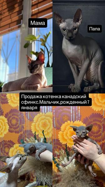 Канадский сфинкс