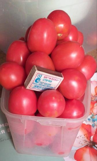 Продем помидоры домашние сорт да барао отличные вкусовые качества