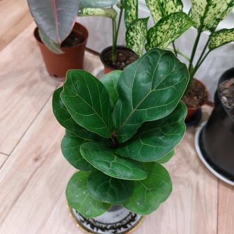 Комнатный цветок