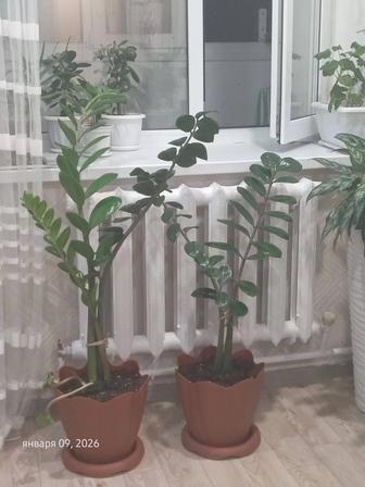 Комнатные цветы