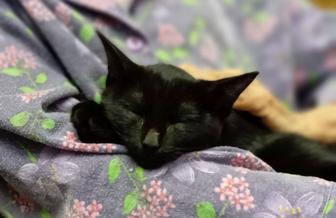 Кошечку, 3 месяца, черную, гладкошерстную. отдадим в новый дом.