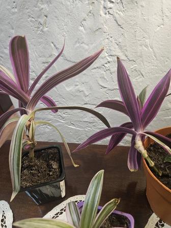 Продаётся РЕО розовый