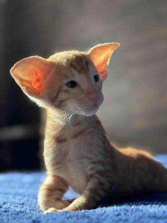 Котенок оригинальный