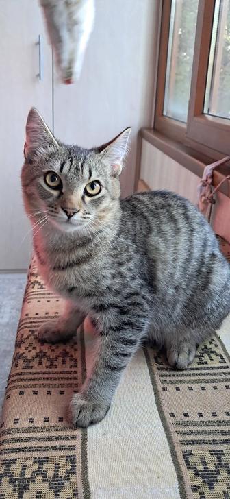 Котенок