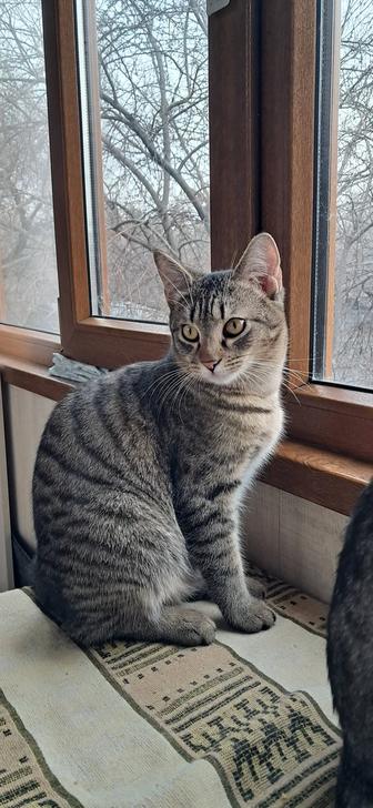 Котик 8 месяцев