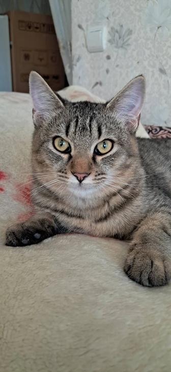 Котенок