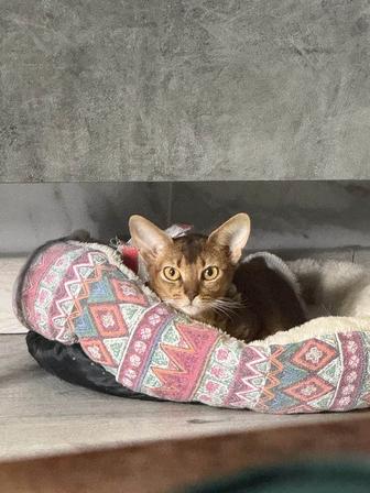 Отдам абиссинскую кошку в хорошие руки