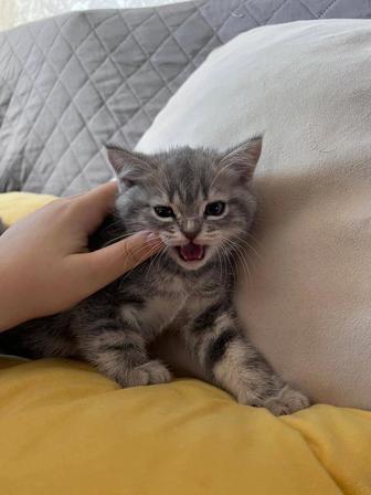 Продам котят Шотландцев