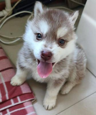 Продам щенка хаски