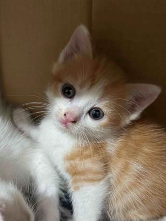 Котик в добрые руки