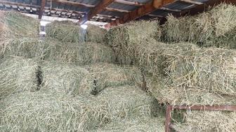 Клевер жоңышқа