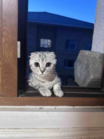 Продам кошку