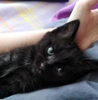 Отдам котят в хорошие руки!
