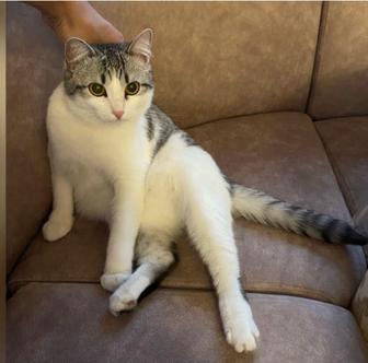 Отдам кошку в добрые руки