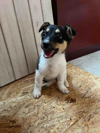 Отдам щенка в добрые руки