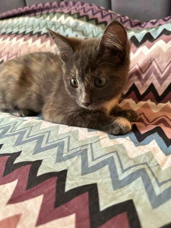 Отдам котенка в хорошие руки