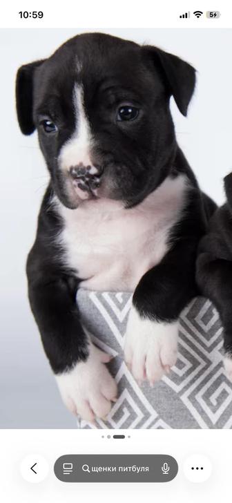 Продаётся щенки питбуля 2 мес с родословными чистые
