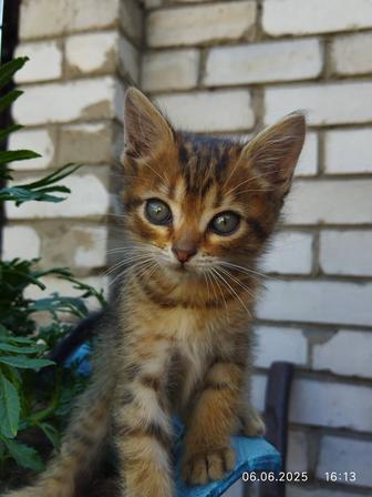 Отдам котят в хорошие руки!