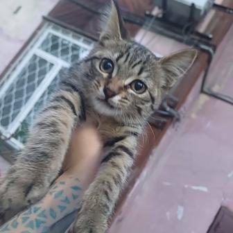 Котик и кошка