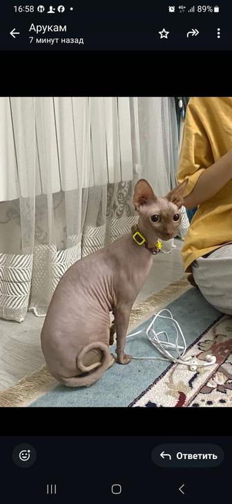 Продам кошку Сфинкс.