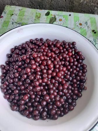 Вишня спелая с дерева