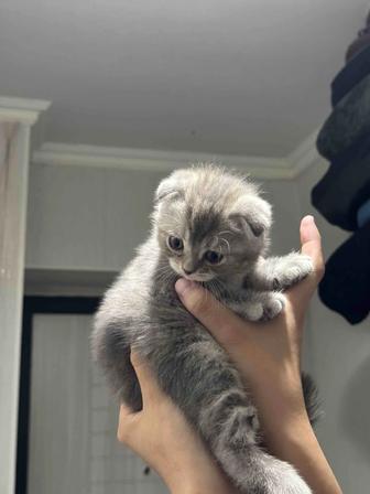 породистые котята