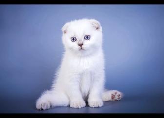 породистые котята вислоухие