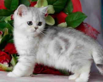 шотландские котята мраморные