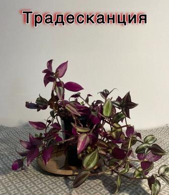 Цветы комнатные