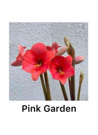 Амариллис гиппеаструм РАСПРОДАЖА