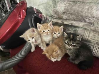 Продам котят