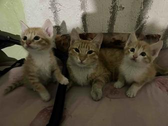 Отдам даром котят