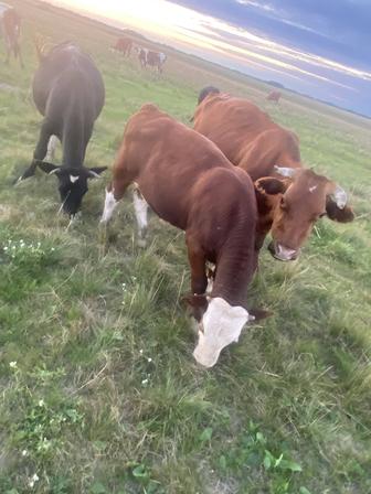 Продам Коров с подсосными бычками
