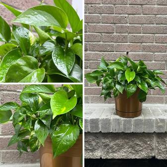 Эпипремнум