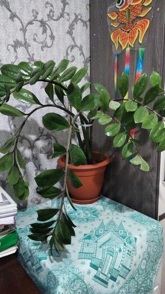 Комнатные цветы (торг)