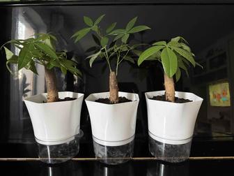 Пахира баобаб