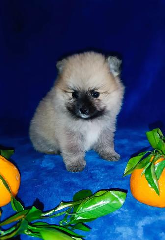 Девочки шпиц щенки