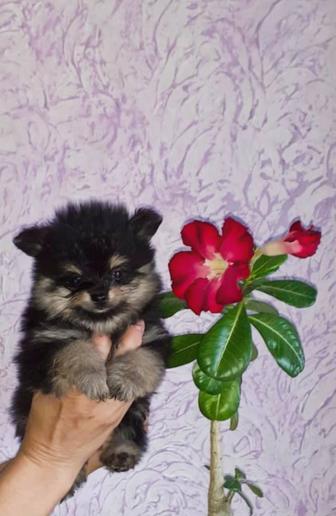 Девочки шпиц щенки