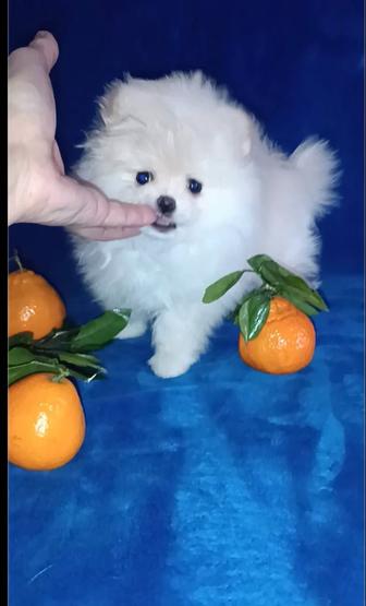 Девочки шпиц щенки