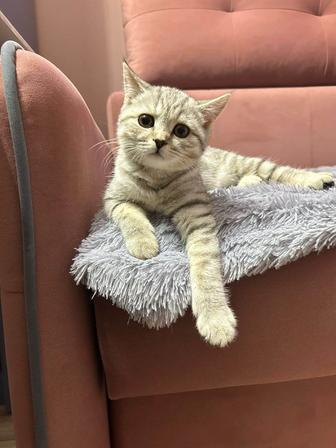 Отдам кошечку в хорошие добрые руки без детей