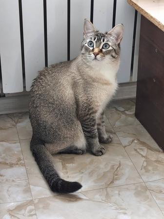 Молодая кошечка в поиске дома.