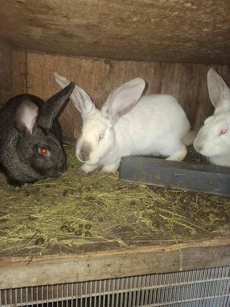 Продам крольчих