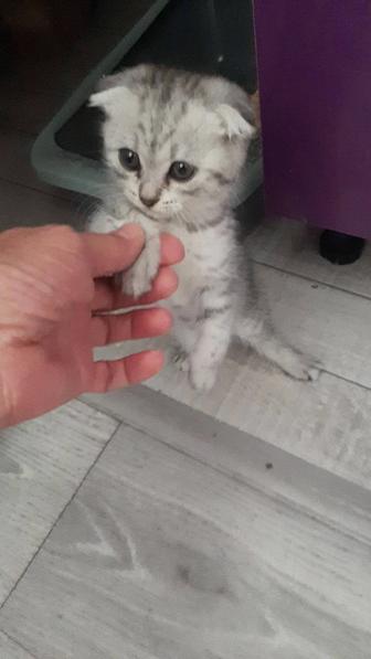 Продам кошечку 2 месячную
