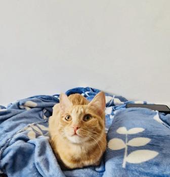 Отдам кошку в добрые руки