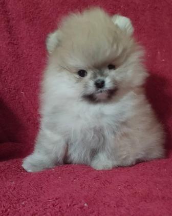 Кукольный мини пацан