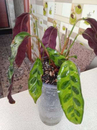 Калатея Лансифолия